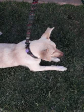 Collar para perro personalizado de nailon, con grabado impreso, identificativo, para cachorros, pequeños, medianos y grandes