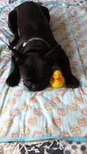 Esterillas refrescantes de verano para perros y gatos, manta de cama de perro helada, sofá, viaje portátil, acampada, Yoga, accesorios para dormir para mascotas