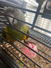 Toys Ball Cage Bird-Toy Cockatiel Pet-Parrot-Toy Parakeet Hollow-Rolling-Bell 10pcs Fun