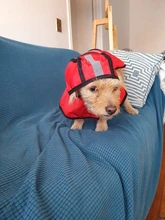 Jumpsuit Hoodies Pet-Coat Rain-Jacket Reflective French-Bulldog-S-2xl Waterproof Medium