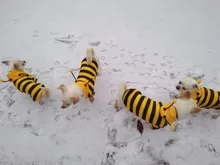 Overalls Sweaters Jacket Pet-Costume Yorkies Dogs Coat Small 