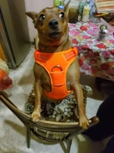 Truelove Pet Dog Harness Large Small For Pitbull Reflective Safety Harness For Dogs