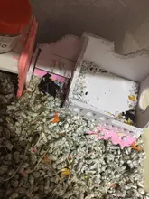 Sleeping-House Hamster Nest Animal-Supplies Small Luxury Home Cage Pet Wooden Hideout