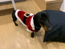 Costume Jackets Yorkie-Outfit Cat-Clothing Puppy Small Dogs Coat Hooded Pet-Dog Winter Dog