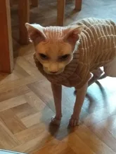 Sweater Clothing Jacket Winter Coat Knitted Cats Kitty Cotton Warm Leisure for Small