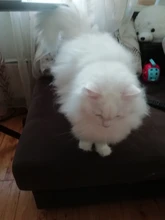 Deshedding Brush Multipurpose Hair Removal Comb for Dogs Cat Pet Fur Knot Cutter Metal/Plastic/Silicone