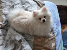 Dispositivo de entrenamiento antiladridos 3 en 1 para perros, dispositivo de entrenamiento LED ultrasónico antiladridos