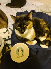 Hedgehog-Bowl Dish Snack-Plate Chinchilla Ceramics Small Cat Cute Cartoon Squirrel Saucer-Shape