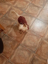 Sweater Coat Pets Chihuahua Puppy Gentle Para Medium Dog Knitted Small for Warm Ropa