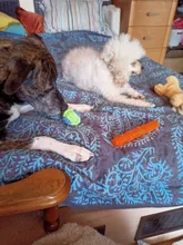 Puppy Chew Rope Ball Training-Tool Pet-Dog-Toys Molar Funny Teeth-Clean Outdoor Cotton