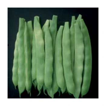 

GINA Fasulye Oturak Tohumu (2 Kg)