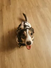 Coat Jacket Puppy Pet-Dog French Bulldog Small Dogs Waterproof Winter Super Cotton 