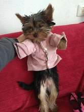 French Bulldog Small Dogs Pugs Winter For Chihuahua Outfit Pink Warm Clothing Roupa Pet-38s2