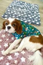 Bed-Mat Blanket Dog-Beds Small Pet Dogs Cats Soft Warm Winter Thicken for Medium-Supply