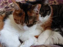 pets Automatic water Feeder for Cat Dog Drinking Bowl Pet Food Dispenser Bottle Practical