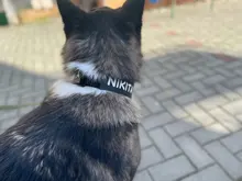 Necklace Name-Tags Dog-Collar KOMMILIFE Personalized For Dogs Nylon with Explosion-Proof