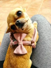 Leash-Collar-Set Dog-Harness Adjustable Small Walking Outdoor Medium Cute Bow Soft 