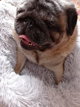 FortyLions-Cama larga de felpa para perros y gatos, cojín largo de felpa super suave y esponjoso para mascotas, cómoda para casa