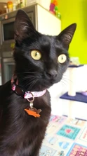 Collar de gato personalizado con estampado, Collar de gatito personalizado de liberación rápida con campana grabada, accesorios para gatos domésticos
