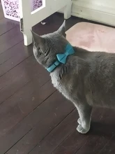 Collar de gato de terciopelo con lazo liso para cachorro, Chihuahua, con campana, hebilla de seguridad ajustable, pajarita para gatos, accesorios para mascotas