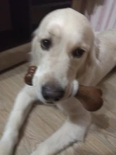 Puppy-Toys Chew-Game Dental-Care Dogs Dog-Bone Benepaw Small Natural Large Medium Pet