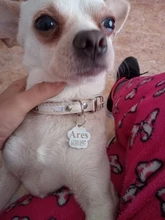 Metal-Tag Pet-Accessories Engraved Puppy Small Dogs Customized for Name-Collar Cat