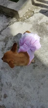 Dress Pet-Clothing Puppy-Cat-Dresses Chihuahua Princess Yorkshire Dogs Small Medium 