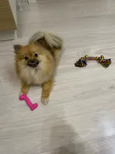 De caucho para mascotas perro de juguete goma hueso morder resistente al juguetes para mascotas juguetes para perro muelas dientes entrenamiento inodoro juguetes de productos para perros