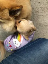 Cute Pet Dog Clothes Puppy sweater T-shirt Shirt Cute Rainbow printing Pajamas Cat 