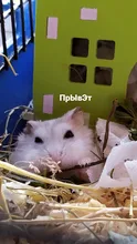 Hamster House Castle Pet-Hedgehog Wooden Ladder Pet-Products Toy Viewing-Deck 1pcs