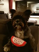 Dog Toys Plush Pet Dog Toys for Dogs Puppy Squeaker Sound Toy Jouet Chien Funny Fruit