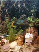 Diffuser Aquarium Bubble-Wall Air-Stone Fish-Tank Aeration-Tube Oxygen-Pump And Without