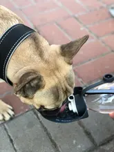 Botella de agua portátil para mascotas, tazón de viaje de 580ml con diseño de hojas de silicona suave para cachorros y gatos, dispensador de agua para mascotas al aire libre