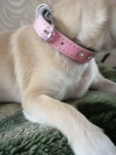 Dog-Collar Dogs Pink Customized Engraved Yorkies Chihuahua for Small