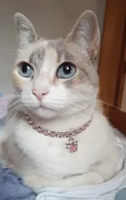 Collar con huellas de gato para hombre, Gargantilla con incrustaciones de diamante para perro, Collar elástico de Color variado para perro y gato, joyería