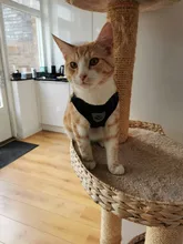 Conjunto de arnés y correa reflectante para gatos, malla de nailon, chaleco para cachorros, ropa para mascotas para perros pequeños, Yorkies, Pug