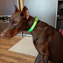 Collar para perro desodorante y resistente al agua de TPU y nailon, fácil limpieza, de alta calidad, suministros para mascotas, 7 colores, de moda