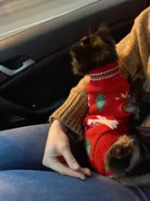 Cute Cat Sweater Costume Winter Warm Pet Clothes Cat Clothing for Cats Katten Kedi Giyim