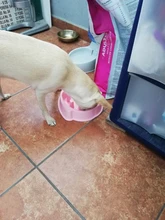 Fuente de alimentación de perro mascota, cuencos de comida para cachorro, tazón alimentador de comida para prevenir la obesidad, suministros para perros de compañía