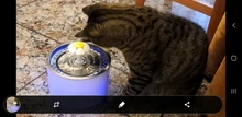 Drinking-Bowl Auto-Feeder Water-Dispenser Water-Fountain Cat Automatic Dog Pet-Usb Super-Quiet