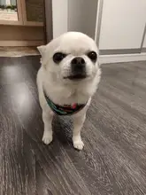 Dog-Harness-Vest Reflective Dogs Nylon Printed Adjustable for Small Medium Cats No-Pull