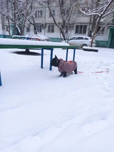 Puppy Clothing Dogs-Coat Dog-Costume French-Bulldog Pug Soft Winter Flannel for Bear-Ear