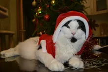 Christmas Dog Clothes Small Dogs Santa Costume for Pug Chihuahua Yorkshire Pet Cat Clothing