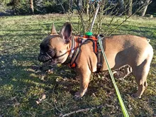 Led-Light Backpack Harness Collar Truelove Safety for Pet-Wear with Water-Resistant And