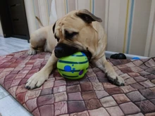 Dog Toy Training-Ball Interactive-Toy Pet-Cat-Dog-Toys Giggle Silicon Jumping Small Large