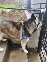 Dog-Collar Dog-Harness-Vest Walking-Leash Leash-Polka-Dot Dogs Pet-Produts Adjustbale