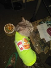 Camiseta con estampado para mascotas, chaleco de algodón para cachorros y gatos, ropa de Pug, Disfraces para perros pequeños