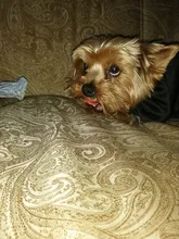 Sweater Dog-Jacket Dog Hoodie French Bulldog Winter Pet-Dog for Flamingo-Design Cats