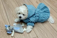 Anillo de papel de perro de juguete con chirrido para perros pequeños Chihuahua Limpieza de dientes de perro juguetes para mascotas accesorios para perros zabawki dla psa