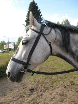 

Bridle казачья with occasion, handmade